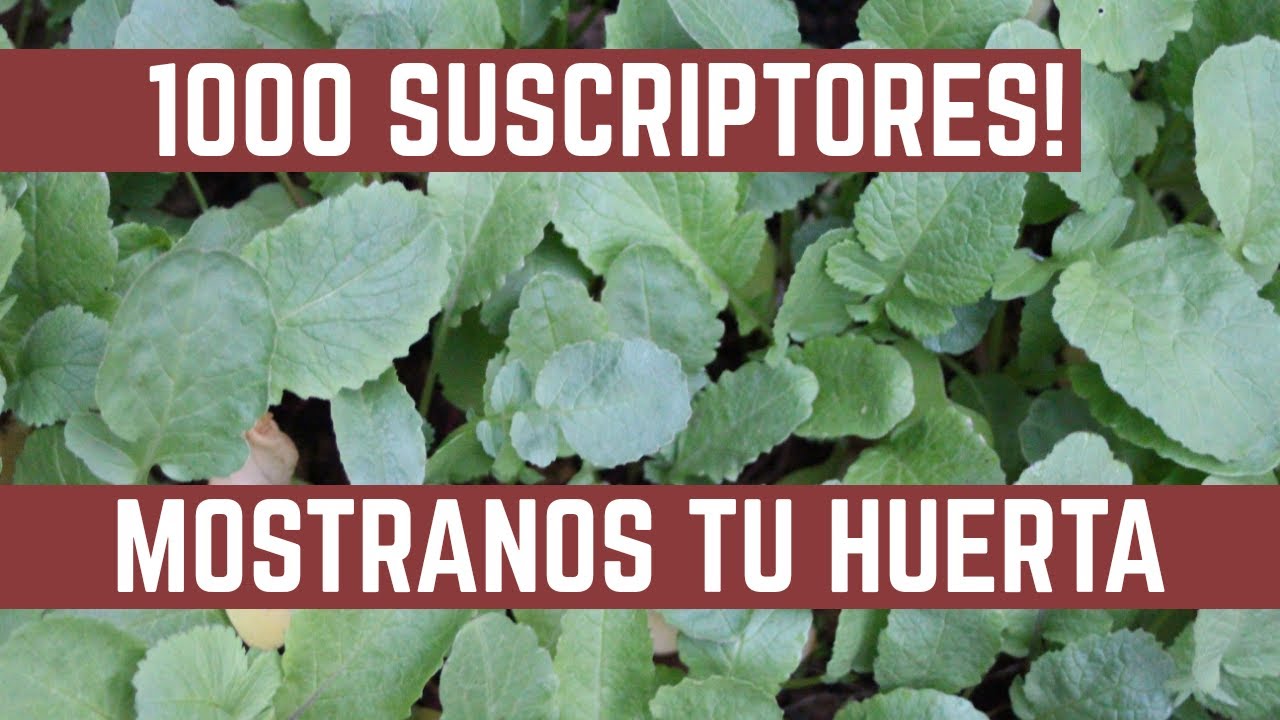 1000 SUSCRIPTORES GRACIAS!!! - Compartí tu Huerta en Hola Verde.
