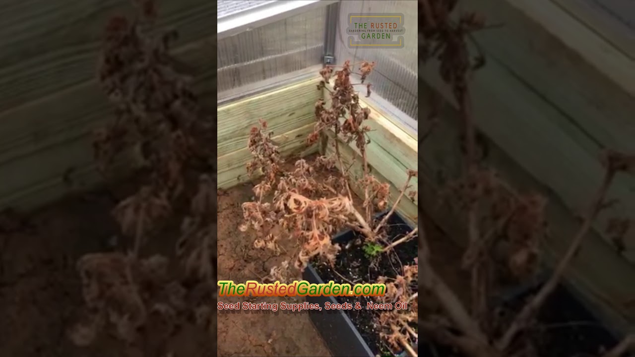 Two Ways to Set Up Your Cold Frames: Dig Out the Bottom!: 60 Seconds or Sow Garden Videos 