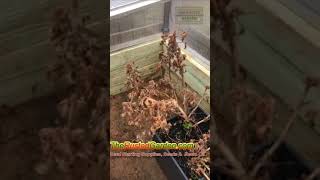 Two Ways to Set Up Your Cold Frames: Dig Out the Bottom!: 60 Seconds or Sow Garden Videos #shorts