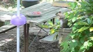 War of the Squirrels - Modifications.m4v