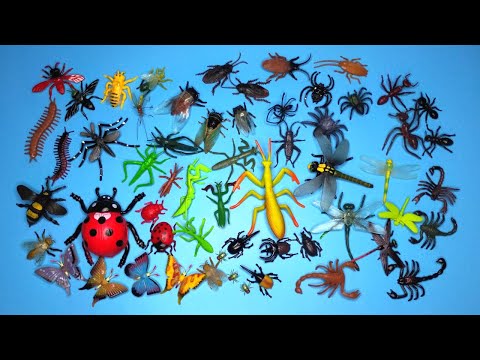 Yalangoch xotini sikiklari uyda