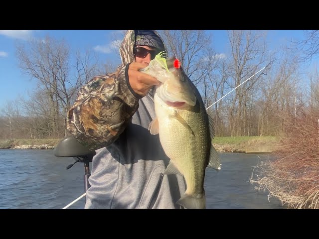 ACCENT SPINNER BAIT MADNESS 