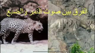 الفرق بين صوت النمر العربي والضبع