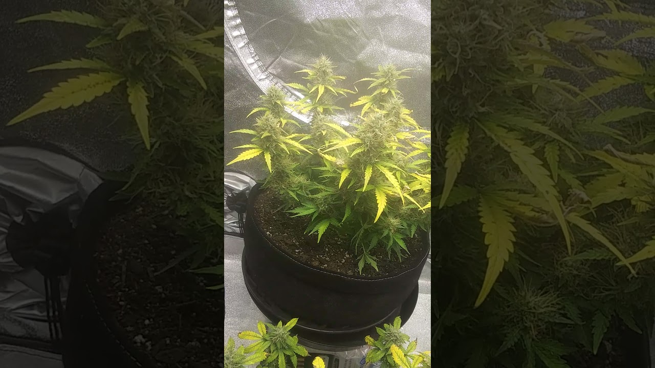 White Widow by Crop King Seeds- Week 10