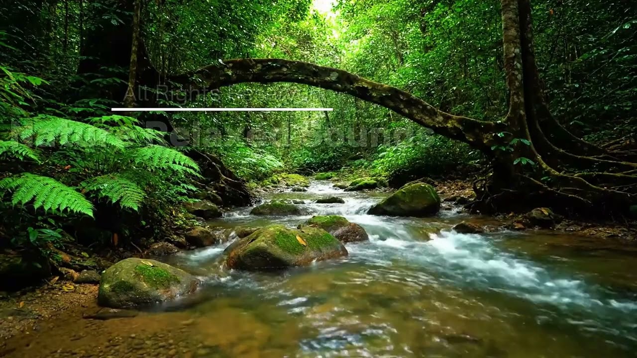 ASMR Нетронутая древняя лесная река | Спокойная проточная вода | 3 часа (4К)