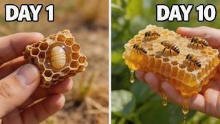 I Raised 10,000 Bees Inside My House!