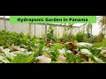 Hydroponic Garden in Panama