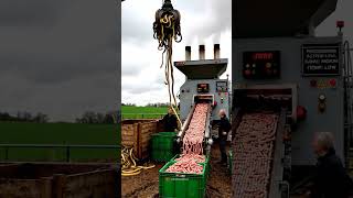 Snake Lifted By Robot Arm Sausage Comes Out 🧸
