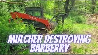 Forestry Mulcher Clearing Invasive Brush for Wildlife Habitat Improvement