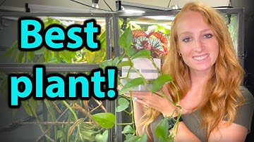 What is the best plant to use for a chameleon?