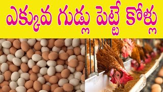 ఎక్కువ గుడ్లను పెట్టగలిగిన కోళ్లు | High egg laying chickens in Telugu