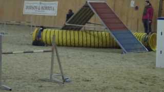 Tordaszootelikupa2Fordulo20131201Viki Suvi - A2 Agility