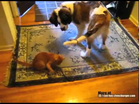Kitteh And Doggie Play With String