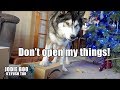 My Husky Won't Let Me Open Gifts! And Says Cutest Thank you!