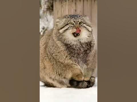 If a Pallas’s cat puts its paws on its tail that means it’s freezing ...