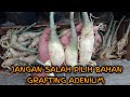 The Importance of Choosing Adenium Desert Rose Grafting Materials