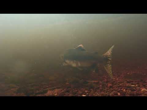 A Pink Salmon at the River Erriff in August 2017. Video by Padraic O'Malley.