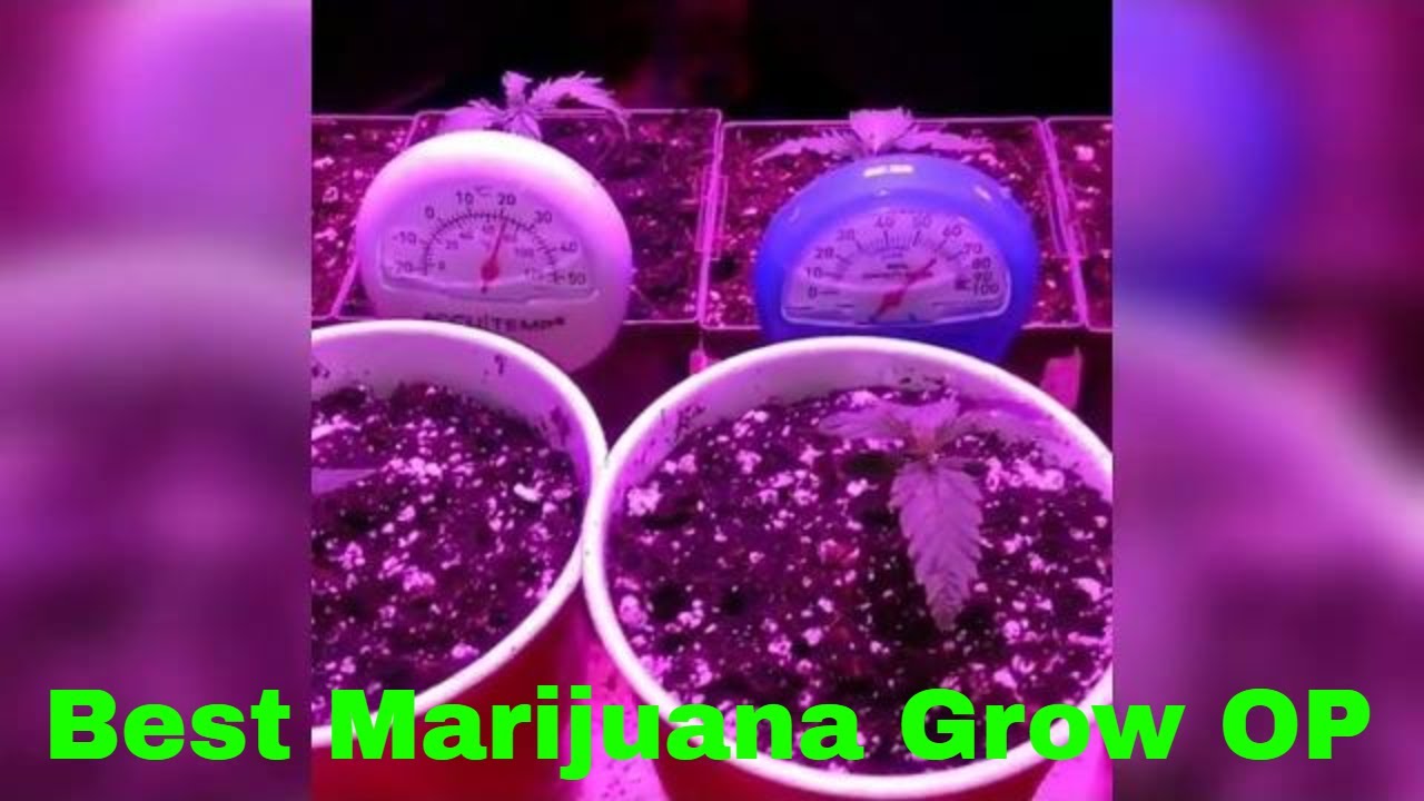 How To Grow Indoor Cannabis - Best Marijuana Grow op THC Kush Indica 