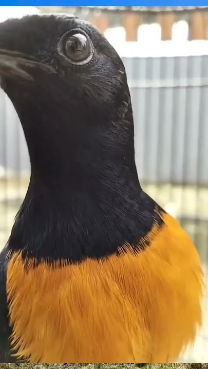 MURAI BATU GACOR PETARUNG SEJATI #muraibatu #murai #muraibatugacor #muraigacor #burungmuraigacor