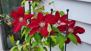 🌺 How to get Clematis to Bloom (1st Year) PART 2 #gardening #clematis #zone4