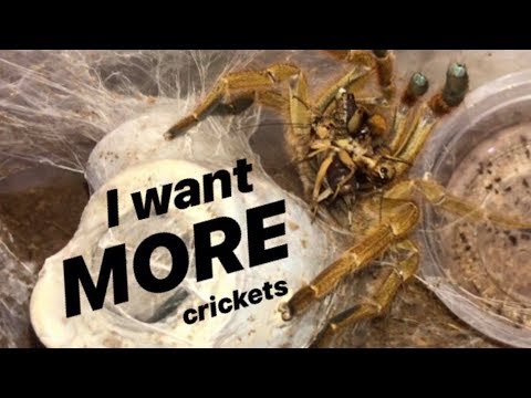 FEEDING my GREEDY TARANTULAS !!!