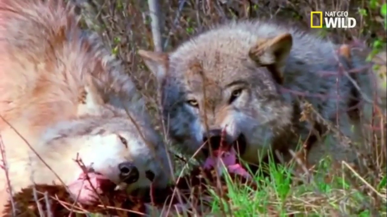 росомаха против волка