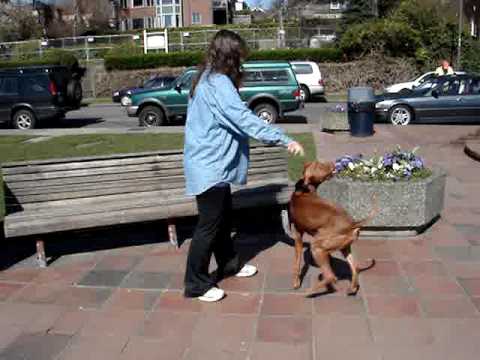 Now Dig This, Baby! (Dancing Dog Calvin the Viszla)