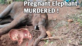 Kerala Elephant Attack 2020 | Manus Rupi Poshu | Save Animal Save World | Bongo Balok