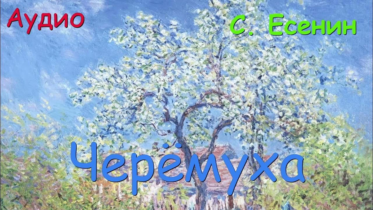 Сыплет черемуха есенин стихотворение