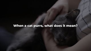 Why Do Cats Vibrate – Purring, Shaking, And Meaning