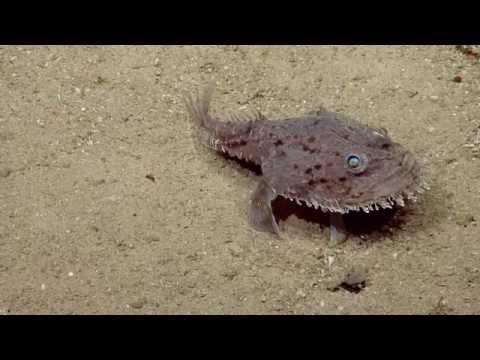 Video: Unde locuiește monkfish?