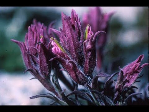 Video: Growing Castilleja - Lär dig om den indiska penselväxten