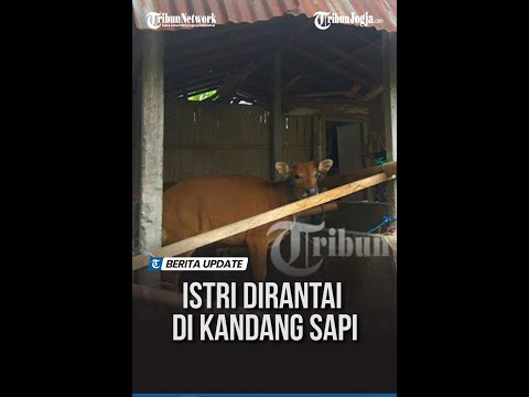 PULANG DARI MERANTAU, ISTRI DI JEMBER DISEKAP SUAMI DI KANDANG SAPI