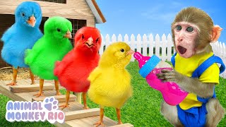 Monkey Rio take care Colorful Chicks by Giant Bottle and play with duckling | Animal Monkey Rio