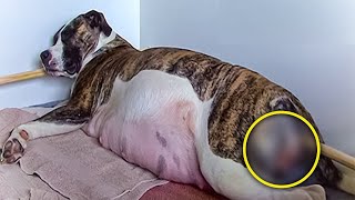 Mama Dog With A Huge Belly Starts Giving Birth that Defies Everyone’s Expectations