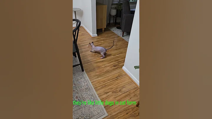 Video 11152131: sphynxcat cutecat cat, sphynx cat facts, amazing sphynx cat, sphynxcat cat animals, breed