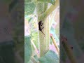 Tiny Predator