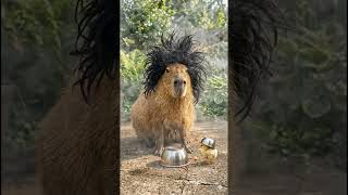 Capybara’s Backyard Science Experiment. 💥🗿