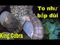 Thoát Chế.t  Khi Đối Mặt Với Rắn Hổ Mang Chúa Khổng Lồ To Nhất Thế giới , Giant King Cobra | SBATVC