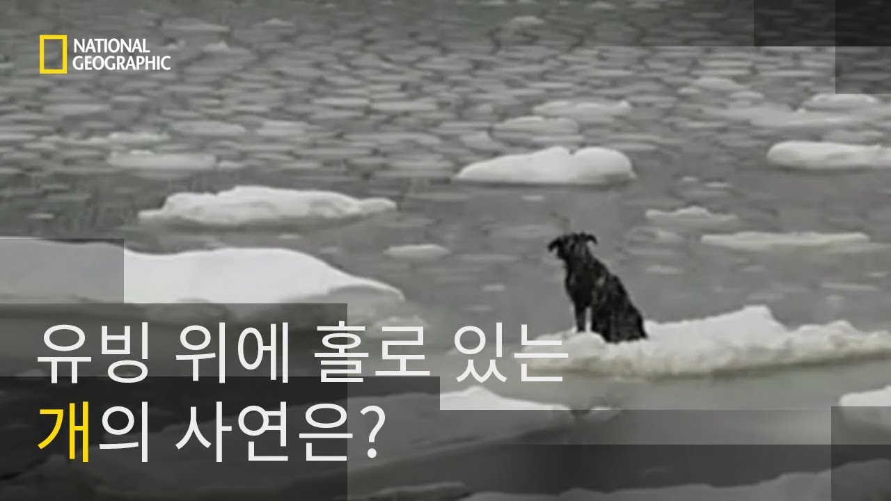 바다에 갇힌 개 구출 작전