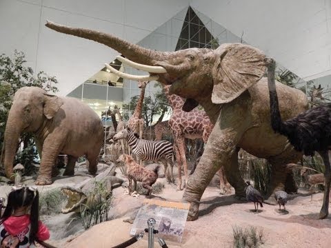 Video: Staat Darwin Museum in Moskou