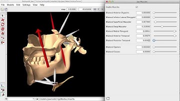 Dynamic simulation of jaw muscle forces showing resultant vector