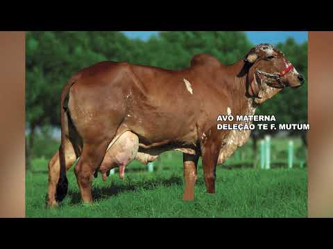 LOTE 08 MIA STRATA FIV F CONGONHAS 2821 CO