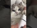 されるがままネッコのいる暮らし