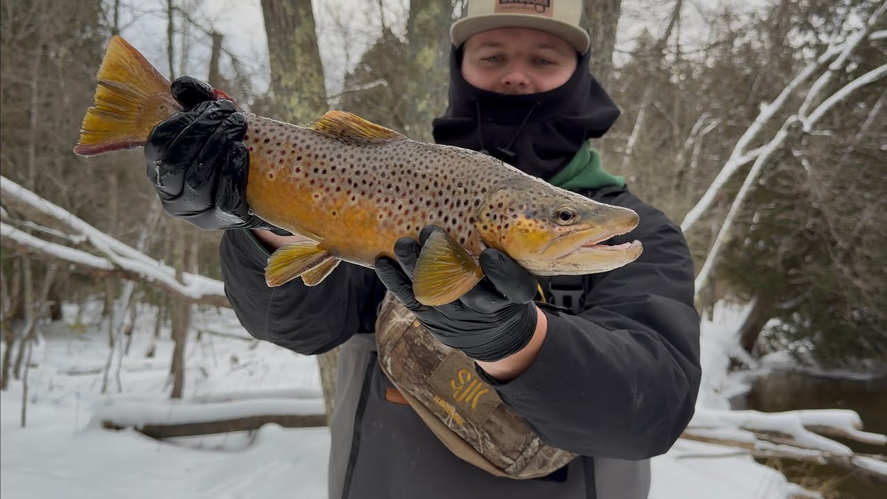 2026 Michigan Steelhead Adventure with Bonus Brown Trout!!