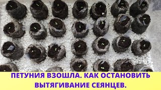 Обязательно сделайте так. Всходы петунии не вытянутся и не упадут. Коренастая рассада петуний.