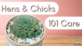 How to Care for Hens and Chicks┃Sempervivum Calcareum