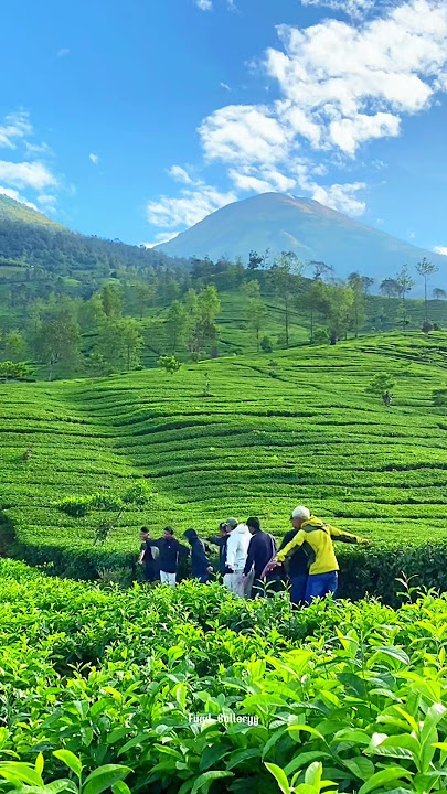 Laki laki tanpa notif betina #edan #alam #wisata