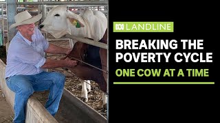 Breaking the poverty cycle, one cow at a time in Cambodia | Landline | ABC News