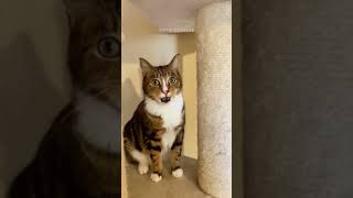 SILLY cats of 2026 compilation😹😹😹  #cat #cats #funny #cute #catshorts #catvideos #catmemes #fyp #fun